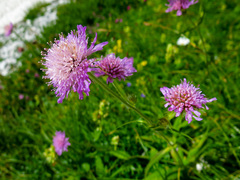 Knautia longifolia