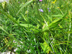 Knautia longifolia