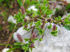 Salix alpina