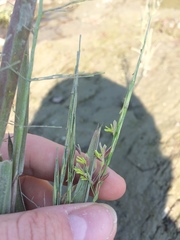 Zizania aquatica brevis