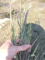 Zizania aquatica brevis