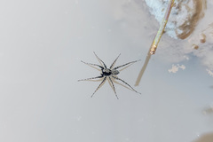 Lycosidae