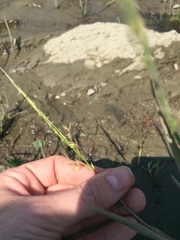 Zizania aquatica brevis