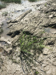 Zizania aquatica brevis