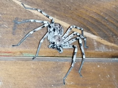 Eusparassus