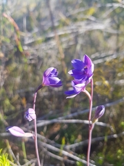 Thelymitra purpurata