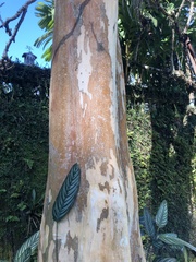 Libidibia ferrea leiostachya