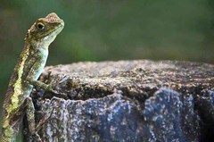 Diploderma polygonatum polygonatum