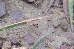 Lycosidae