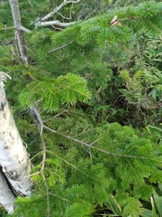 Abies sachalinensis