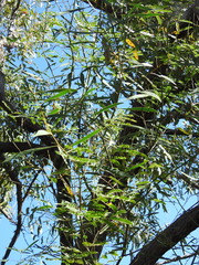 Acacia attenuata