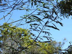 Acacia attenuata