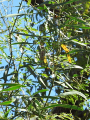 Acacia attenuata