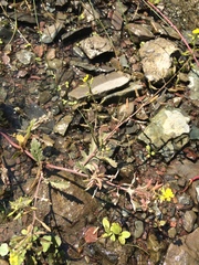 Rorippa palustris palustris