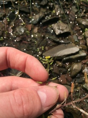 Rorippa palustris palustris