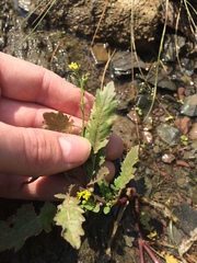 Rorippa palustris palustris