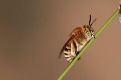 Amegilla garrula