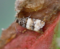 Lobesia artemisiana