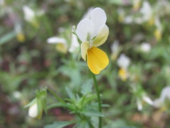 Viola hymettia