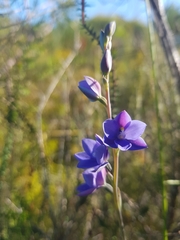 Thelymitra purpurata