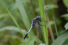 Orthetrum albistylum speciosum