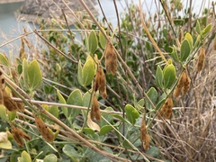 Zygophyllum fabago