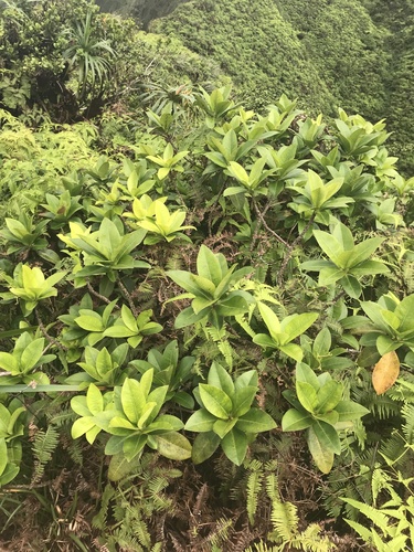 Myrsine degeneri observed 2021-08-21