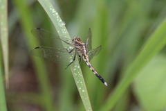 Orthetrum albistylum speciosum