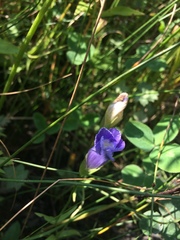 Gentianopsis victorinii