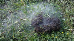 Ocnogyna clathrata