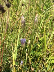 Gentianopsis victorinii