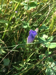 Gentianopsis victorinii