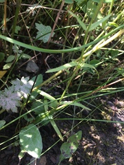 Gentianopsis victorinii