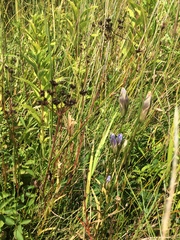 Gentianopsis victorinii