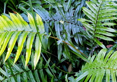 Parablechnum camfieldii image