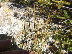 Jacksonia stackhousei