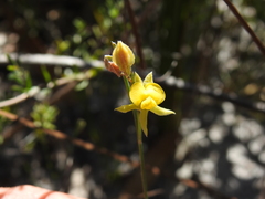 Jacksonia stackhousei