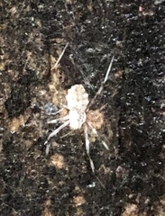 Herennia multipuncta