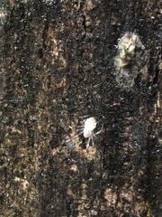 Herennia multipuncta