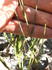 Jacksonia stackhousei