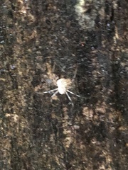 Herennia multipuncta