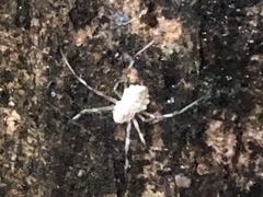 Herennia multipuncta