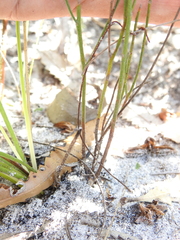 Jacksonia stackhousei