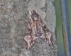 Psilogramma discistriga