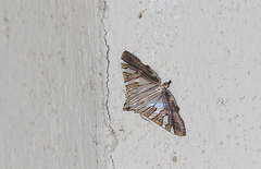 Glyphodes stolalis