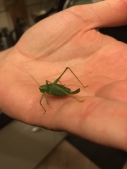 Leptophyes punctatissima