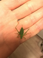 Leptophyes punctatissima