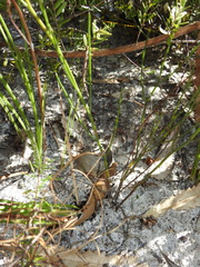 Jacksonia stackhousei