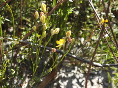 Jacksonia stackhousei