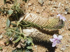 Barleria lichtensteiniana
